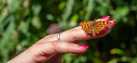 panorama argynnis paphia butterfly on hand