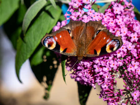 painted lady butterfly with buddleja davidiiの写真素材