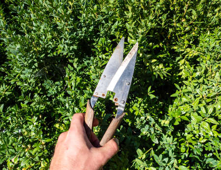 bux tree cutting with bux tree scissors