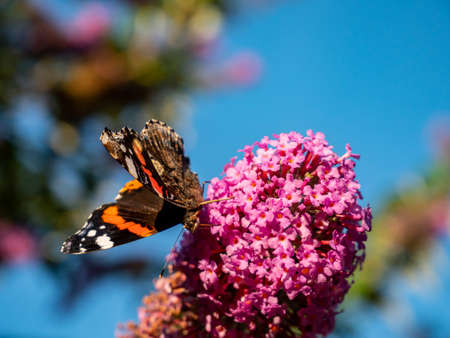 admiral butterfly on flower in the garden