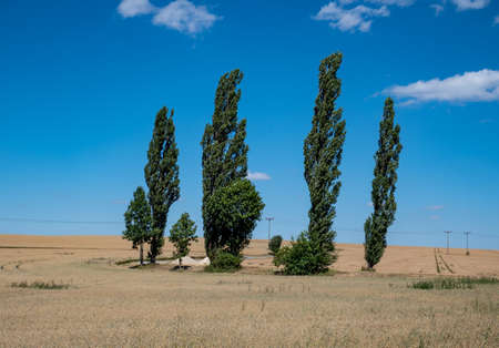 Trees on the wheat field in summerの写真素材