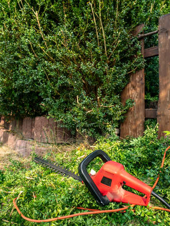 Hedge trimmer in the garden