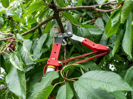 Loppers for pruning trees in the garden
