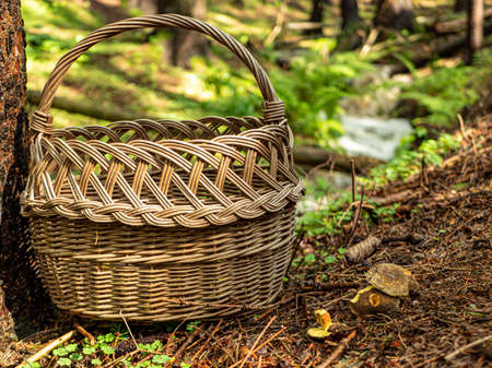 Pick mushrooms in autumn natureの写真素材