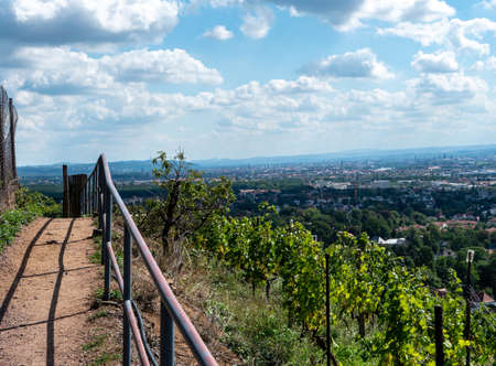 Path in the Saxon vineyardsの写真素材