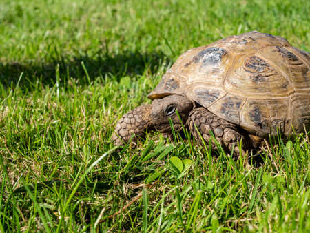 Greek tortoise in a meadowの写真素材