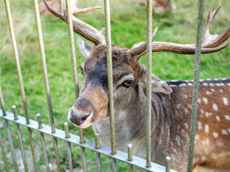 Deer in the zoo imageの写真素材