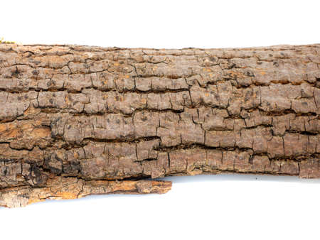 Tree bark isolated on white backgroundの写真素材