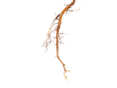 Root isolated on white backgroundの写真素材