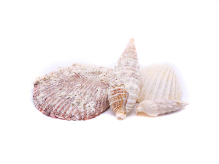 different seashells isolated on white background
