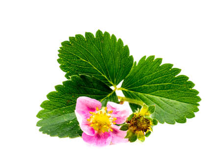 Pink blooming strawberry isolated white backgroundの写真素材