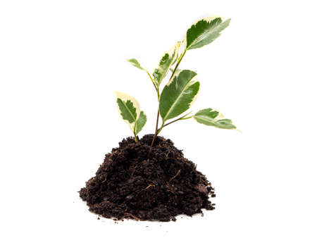 Plant growing from a mound of earth isolatedの写真素材