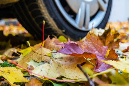 Attention in road traffic in autumn in wet weatherの写真素材