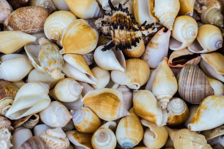 Shell from the North Sea texture material Background