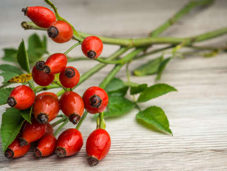 Rosehip on wood texture templateの写真素材