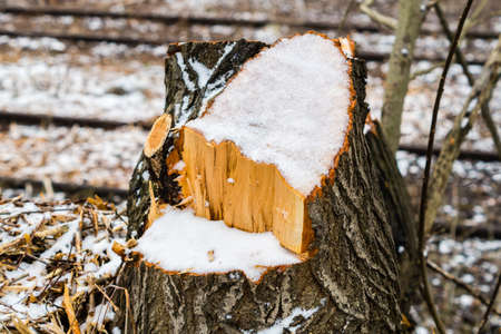 Tree trunk after falling in autumn