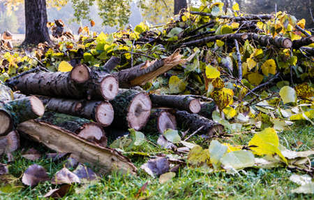 Branches and twigs after fellingの写真素材