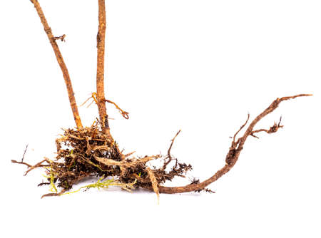Root isolated on white background