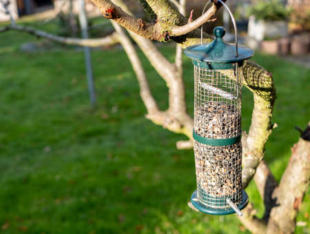 Bird seed on the tree in the garden in winterの写真素材