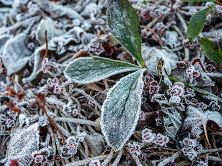 Plants are frozen in the garden in winterの写真素材