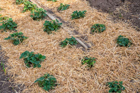 Strawberry plans. Blossoming of strawberry.の写真素材