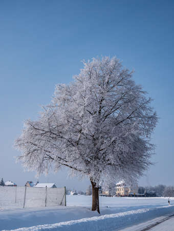 lonely tree stands in a winter landscape with frostの写真素材