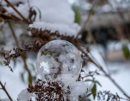Soap bubble frozen in winterの写真素材