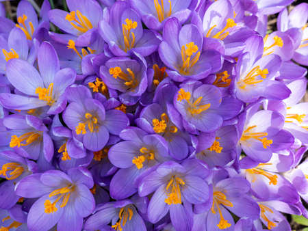 Crocus purple background texture in the spring