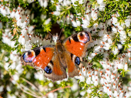 Peacock Butterfly in the Spring