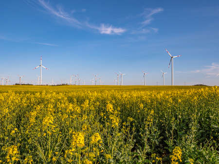 Rapeseed field in front of a wind turbine