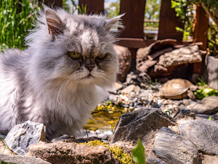 Persian cat with a turtle in your own gardenの写真素材