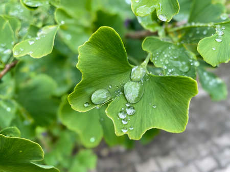 fresh leaves of a ginkgo tree with water dropsの写真素材