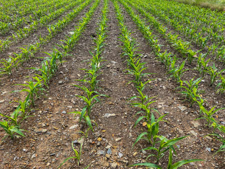 Corn plants in row on a field