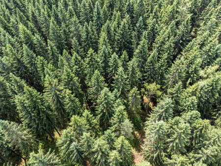Aerial view of conifers in the Vogtland Nature Parkの写真素材