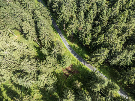 Green nature forest from above with road