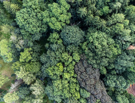 Deciduous trees from above in summer