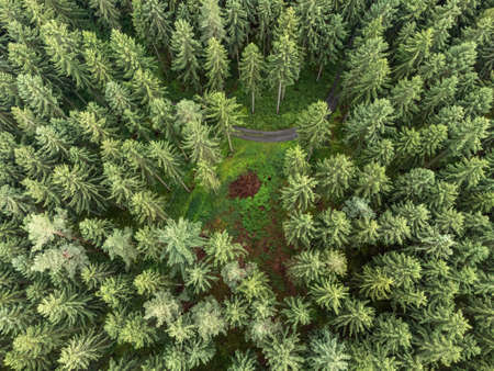 Conifers of a forest from above