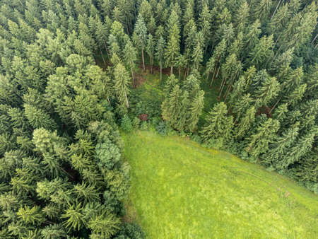 Forest with green clearing from above