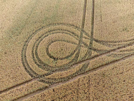 Grain field with lanes from aboveの写真素材
