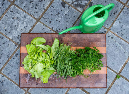Fresh vegetables from the garden