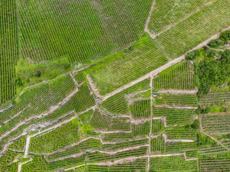 Aerial view of a vineyard in Saxonyの写真素材