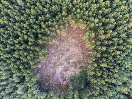 Forest dieback due to climate change in Germany