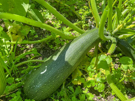 Zucchini plant with fruit in your own gardenの写真素材