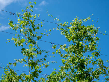 Hop plant in summer with blue sky