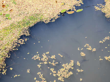 Pond full of algae in summer