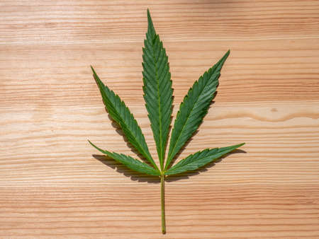 Cannabis leaf on a wooden background