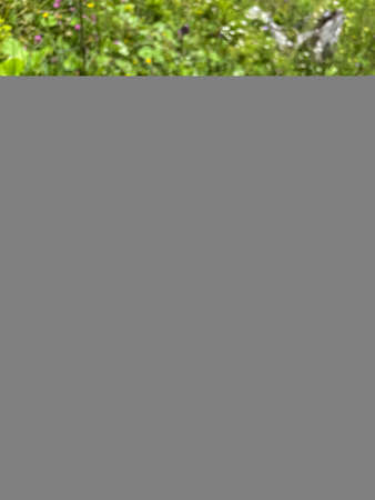 Imperial coat butterfly on a meadowの写真素材