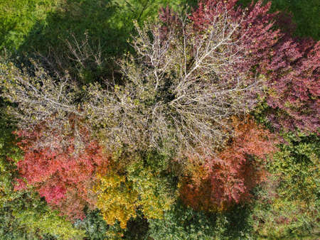 Colorful autumn leaves of trees from aboveの写真素材
