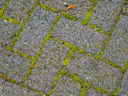 green moss on the pavementの写真素材
