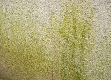 Moss on a house wall due to wetnessの写真素材